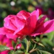 Kép 3/3 - Rosa 'Gartenfreund®' - rózsaszín - virágágyi floribunda rózsa