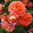 Kép 2/3 - Rosa 'Gebrüder Grimm®' - narancssárga - virágágyi floribunda rózsa