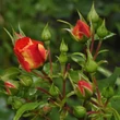 Kép 3/3 - Rosa 'Gebrüder Grimm®' - narancssárga - virágágyi floribunda rózsa