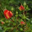 Rosa 'Gebrüder Grimm®' - narancssárga - virágágyi floribunda rózsa