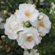 Rosa 'Innocencia®' - fehér - talajtakaró rózsa