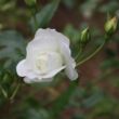 Kép 3/3 - Rosa 'Innocencia®' - fehér - talajtakaró rózsa