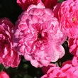 Kép 1/3 - Rosa 'Knirps®' - rózsaszín - talajtakaró rózsa