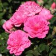 Kép 2/3 - Rosa 'Knirps®' - rózsaszín - talajtakaró rózsa