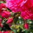 Rosa 'Knirps®' - rózsaszín - talajtakaró rózsa