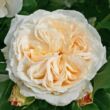 Kép 1/3 - Rosa 'Kosmos®' - fehér - virágágyi floribunda rózsa