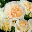 Kép 2/3 - Rosa 'Kosmos®' - fehér - virágágyi floribunda rózsa