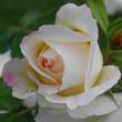 Kép 3/3 - Rosa 'Kosmos®' - fehér - virágágyi floribunda rózsa