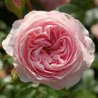 Kép 1/3 - Rosa 'Larissa®' - rózsaszín - talajtakaró rózsa