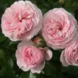 Kép 2/3 - Rosa 'Larissa®' - rózsaszín - talajtakaró rózsa