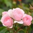 Rosa 'Larissa®' - rózsaszín - talajtakaró rózsa