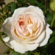 Kép 1/3 - Rosa 'Lions-Rose®' - fehér - virágágyi floribunda rózsa