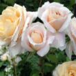 Kép 2/3 - Rosa 'Lions-Rose®' - fehér - virágágyi floribunda rózsa