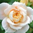 Rosa 'Lions-Rose®' - fehér - virágágyi floribunda rózsa