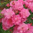 Kép 2/3 - Rosa 'Maxi-Vita®' - rózsaszín - virágágyi floribunda rózsa