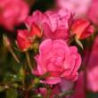 Rosa 'Maxi-Vita®' - rózsaszín - virágágyi floribunda rózsa