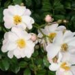 Rosa 'Medeo®' - fehér - talajtakaró rózsa