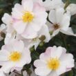 Kép 3/3 - Rosa 'Medeo®' - fehér - talajtakaró rózsa