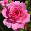 Kép 1/3 - Rosa 'Palmengarten Frankfurt®' - rózsaszín - talajtakaró rózsa