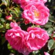 Kép 2/3 - Rosa 'Palmengarten Frankfurt®' - rózsaszín - talajtakaró rózsa