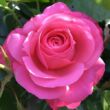 Rosa 'Palmengarten Frankfurt®' - rózsaszín - talajtakaró rózsa