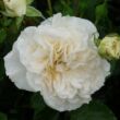Kép 1/3 - Rosa 'Petticoat®' - fehér - virágágyi floribunda rózsa
