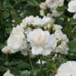 Kép 2/3 - Rosa 'Petticoat®' - fehér - virágágyi floribunda rózsa