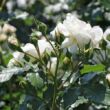 Rosa 'Petticoat®' - fehér - virágágyi floribunda rózsa