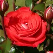 Kép 1/3 - Rosa 'Planten un Blomen®' - vörös - virágágyi floribunda rózsa