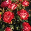 Kép 2/3 - Rosa 'Planten un Blomen®' - vörös - virágágyi floribunda rózsa