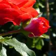 Kép 3/3 - Rosa 'Planten un Blomen®' - vörös - virágágyi floribunda rózsa