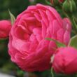 Kép 1/3 - Rosa 'Pomponella®' - rózsaszín - virágágyi floribunda rózsa