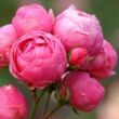 Rosa 'Pomponella®' - rózsaszín - virágágyi floribunda rózsa