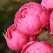 Kép 3/3 - Rosa 'Pomponella®' - rózsaszín - virágágyi floribunda rózsa