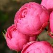 Rosa 'Pomponella®' - rózsaszín - virágágyi floribunda rózsa