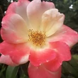 Kép 1/3 - Rosa 'Roseromantic®' - rózsaszín - virágágyi floribunda rózsa