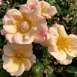 Kép 2/3 - Rosa 'Roseromantic®' - rózsaszín - virágágyi floribunda rózsa