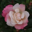 Kép 3/3 - Rosa 'Roseromantic®' - rózsaszín - virágágyi floribunda rózsa