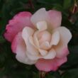 Rosa 'Roseromantic®' - rózsaszín - virágágyi floribunda rózsa