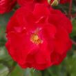 Kép 1/3 - Rosa 'Rotilia®' - vörös - virágágyi floribunda rózsa
