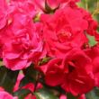 Rosa 'Rotilia®' - vörös - virágágyi floribunda rózsa