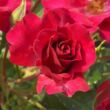 Rosa 'Rotilia®' - vörös - virágágyi floribunda rózsa
