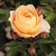 Rosa 'Schöne vom See®' - narancssárga - virágágyi grandiflora - floribunda rózsa