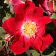 Kép 1/3 - Rosa 'Sommerabend®' - vörös - talajtakaró rózsa