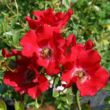 Kép 2/3 - Rosa 'Sommerabend®' - vörös - talajtakaró rózsa