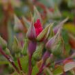 Rosa 'Sommerabend®' - vörös - talajtakaró rózsa