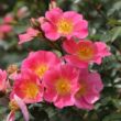 Kép 2/3 - Rosa 'Topolina®' - rózsaszín - talajtakaró rózsa
