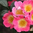 Kép 3/3 - Rosa 'Topolina®' - rózsaszín - talajtakaró rózsa