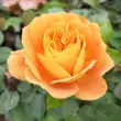 Kép 1/3 - Rosa 'Orange™' - narancssárga - teahibrid rózsa