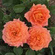 Kép 2/3 - Rosa 'Orange™' - narancssárga - teahibrid rózsa